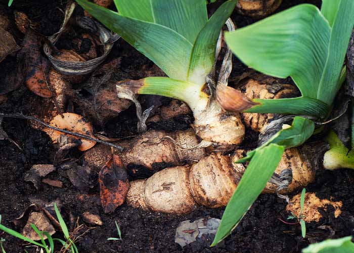 Raiz de cúrcuma na terra